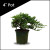 Small windswept juniper pre-bonsai in a 4 inch dark green nursery pot