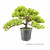 Small windswept juniper pre-bonsai showing its styling potential