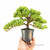 A small windswept juniper pre-bonsai tree, an outdoor starter plant, is held in a person's hand against a white background to showcase its compact scale. The tree is planted in a black nursery pot and features dense, bright green foliage clouds and a textured brown trunk. Copper training wire is carefully wrapped around the main trunk and branches to shape the tree, creating a sense of natural movement in a windswept style. The text "example of potential" is written in the bottom right corner.