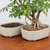 A lush green Hawaiian Umbrella bonsai tree, or Schefflera arboricola, is elegantly showcased in a premium cream-colored glazed bonsai pot. The pot features a rectangular shape with delicate scalloped corners, providing a classic and sophisticated home for the tree. To the left of the planted bonsai sits an identical empty pot, allowing for a clear view of its smooth off-white glaze and dark brown unglazed interior. 

The bonsai tree is healthy and vibrant, with multiple glossy green leaflets fanning out like umbrellas. Its thick, characteristic aerial roots descend gracefully from the trunk into a professional-grade bonsai soil mix composed of multicolored pebbles and clay granules. Both pots are positioned on a rustic, reddish-brown wooden surface against a clean, white background, which highlights the clean lines and elegant finish of the JP1922 glazed bonsai pot series. This image perfectly illustrates how the right choice in pottery can complement the natural, intricate beauty of a well-maintained bonsai tree.
