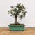 A mature bonsai tree with a distinctive twisted grey trunk and prominent surface roots is featured in a studio setting. The tree's delicate branches are adorned with small, serrated green leaves, some showing subtle autumn colors. It is planted in a rectangular Japanese Tokoname ceramic pot, which showcases a smooth Oribe-style glaze in a muted seafoam green. The pot sits on a rustic wooden table against a plain, off-white wall, emphasizing its elegant shape and the craftsmanship of the glazed finish.