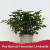 A full shot shows a lush Pre-Bonsai Hawaiian Umbrella tree (Schefflera arboricola) growing from a simple, light gray plastic nursery pot. The plant features a thick, bushy canopy made of many small, dark green, glossy leaves that are palmate, meaning they grow in a circular pattern like the ribs of an umbrella. The plant is centered against a clean, solid white background. At the bottom of the image, a red textured graphic resembles torn paper, with the white text "Pre-Bonsai Hawaiian Umbrella" centered over it.