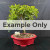 A full-view studio shot of a lush Dwarf Umbrella Tree (Schefflera arboricola) bonsai. The miniature tree features a dense, rounded canopy of small, vibrant green leaves. Multiple thick, light-colored trunks emerge from a textured central base, branching upwards and outwards. It is planted in a vibrant red ceramic bonsai pot with a distinctive scalloped or lobed rim. The soil is top-dressed with a gritty, multi-colored gravel mix of brown, tan, and white pebbles. A small, craggy, light-colored decorative rock sits on the soil to the left of the main trunk. The arrangement is set against a dark grey fabric backdrop and rests on a dark, reflective surface. A wide, semi-transparent grey bar with the text "Example Only" in bold lettering is superimposed across the center of the image.