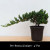 A pre-bonsai Japanese juniper tree is featured in its 4-inch black plastic nursery pot, ready for styling into a custom bonsai. The plant sits on a light wood tabletop against a clean, off-white background. A textured trunk supports a dense cluster of vibrant green, needle-like foliage on the right, while a single, prominent branch extends gracefully horizontally to the left, showcasing the tree's natural movement and potential for a cascade or windswept style. At the bottom of the frame, a black band contains the white text, "Pre-Bonsai Juniper - 4" Pot." This healthy specimen represents a perfect starting point for a DIY bonsai project.