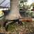 A close-up, low-angle shot of the base of a thick, textured, silver-grey bonsai tree trunk. A two-pronged bonsai rake with curved black metal tines and a polished wood handle with a prominent grain rests against the tree's flared roots. The bonsai is planted in coarse, reddish-brown pebbly soil with patches of bright green moss growing around the base. The background is a soft-focus view of other large bonsai pots and the arched white plastic frame of a greenhouse structure.