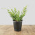 An image of a young Shimpaku Juniper plant, which serves as the starter material for a DIY bonsai kit, is centered in a black plastic nursery pot. The plant displays lush, bright green, scale-like foliage with multiple long, slender branches extending outwards and upwards in their natural, unstyled form. These flexible branches, some showing glimpses of reddish-brown bark, offer ample opportunity for pruning and wiring into a traditional bonsai shape. The potted juniper is placed on a rustic, light-colored wooden tabletop against a clean, neutral gray background, emphasizing the plant's texture and growth pattern as a pre-bonsai specimen.