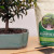 A high-angle, close-up photograph features a healthy indoor bonsai tree as the focal point, set against a clean, minimalist background. The bonsai, possibly a Ficus variety, has a sturdy, upright brown trunk with a rough texture and a dense canopy of glossy, dark green oval-shaped leaves. It is planted in a shallow, decorative teal-blue glazed ceramic pot with a scalloped edge. The soil surface is a mix of dark earth and small beige and reddish pebbles, with several fine roots exposed near the trunk's base.

Positioned to the right of the plant is a large bag of Tinyroots Organic All-Purpose Soil, which has a white upper half and a green lower section. The bag features a circular illustration of a majestic, ancient bonsai tree with a thick trunk and wide-reaching branches. In the lower right foreground, a slender wooden chopstick, often used for aerating soil, and a square piece of black plastic drainage mesh lie on the smooth, light-toned wood of a tabletop. The scene is brightly and evenly lit, emphasizing the textures of the tree's foliage and the various gardening supplies, creating a serene and organized atmosphere.