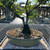 A thriving bonsai tree with vibrant green leaves and a thick, textured trunk is displayed in a light-green oval ceramic pot. The pot rests atop a black rectangular humidity tray brimming with small, off-white and tan washed river rocks, designed to provide essential moisture to the plant through evaporation. The entire arrangement sits on a metal mesh workbench in a sunny outdoor plant nursery, with other greenery and structures softly blurred in the background, highlighting the classic Japanese-style humidity tray setup.