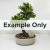 A Portulacaria afra (Dwarf Jade) bonsai tree styled in an informal upright manner. The tree features a thick, textured brown trunk that branches out into a lush, rounded canopy of small, succulent green leaves. It is planted in a shallow, oval-shaped light-beige ceramic pot filled with small brown and white gravel. A craggy, off-white decorative stone sits at the base of the trunk on the right side, and a small pink zip tie is fastened around the lower trunk. The entire image is set against a stark white background. A large, semi-transparent white banner spans the middle of the frame with the words "Example Only" in bold, dark gray text.