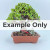 An eye-level studio photograph of a Dwarf Jade (Portulacaria afra) bonsai tree. The tree features a thick, textured brown trunk that branches out into a dense, rounded canopy of small, vibrant green, fleshy, succulent-like leaves. It is planted in a shallow, rectangular, reddish-brown terracotta-colored ceramic bonsai pot. The potting medium is a mix of small, multicolored gritty stones and pebbles. A small, craggy grey rock is placed at the base of the tree on the right side, and a thin red plastic identification tag is wrapped around the lower trunk. The entire subject is set against a solid, light blue-grey background. Large, bold white text with a soft black shadow that reads "Example Only" is superimposed across the middle of the image.