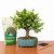 Dwarf Jade bonsai tree DIY kit, Portulacaria afra with a fat trunk