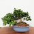DIY Flowering Natal Plum Bonsai Kit (Carissa) – Build-It-Yourself Tree + Pot, Soil, Wire & Tray