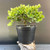 A small, healthy bonsai tree with vibrant, light green leaves is the central focus of the image. The miniature tree features a short, single textured trunk that branches out into a dense, bushy canopy of small, oval-shaped leaves in shades of bright yellowish-green. A few of the leaves on the left side of the plant hang slightly lower, giving the canopy a natural, asymmetrical look. The tree is planted in a simple, circular black plastic nursery pot. This pot is balanced atop a rustic piece of weathered, light-brown driftwood with deep ridges and fissures, adding an organic element to the display. The entire arrangement is set against a soft, out-of-focus background with a gradient of dark greyish-blue at the bottom shifting to a warm, neutral tan at the top, creating a clean and minimalist setting that makes the plant's bright colors pop.