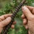 A close-up, detailed shot of a coniferous bonsai tree undergoing styling with black aluminum training wire.