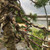 Coniferous bonsai being styled with dark brown aluminum wire