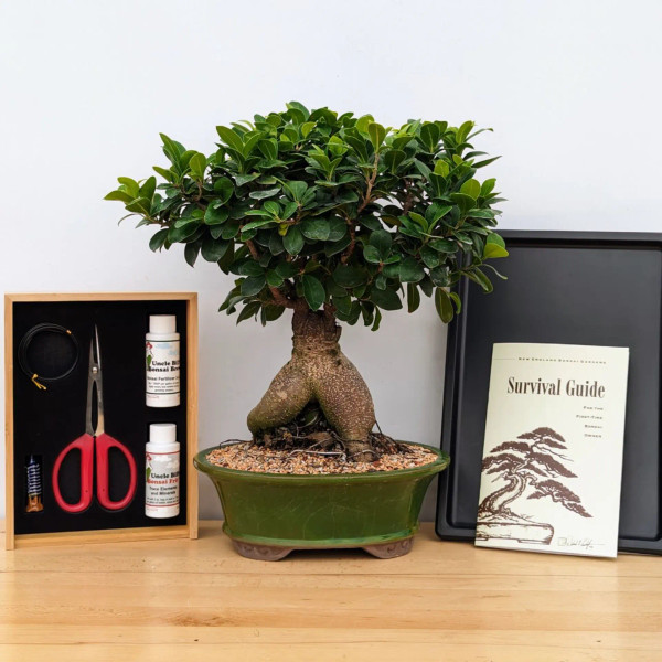 The Complete Ginseng Ficus Experience - Great for Gifts