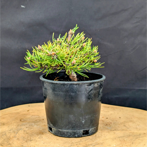 Rugged Mugo Pine Pre-Bonsai – Ideal for Styling & Training Rugged Mugo Pine Pre-Bonsai – Ideal for Styling & Training