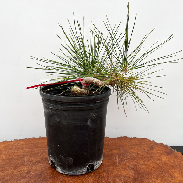 Seed Grown Japanese Black Pine 'mikawa' in a Grow Pot  (No. 10208)