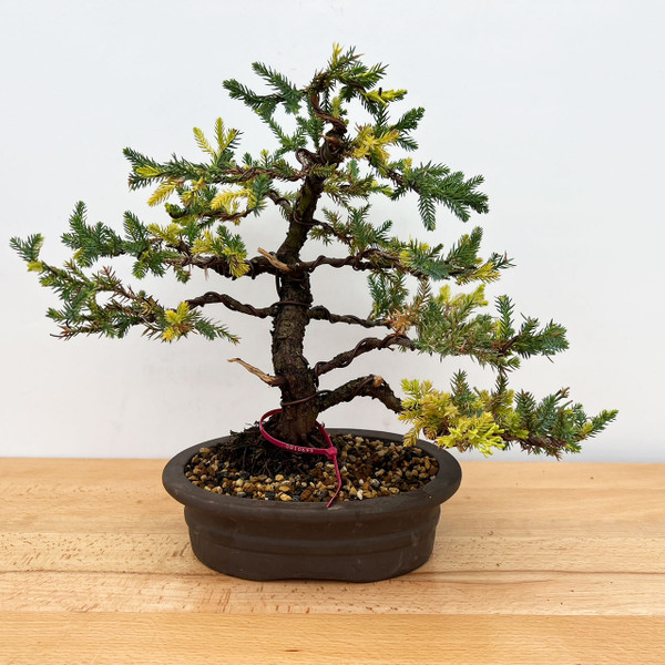 Rare Pot Grown Variegated San Jose Juniper in an Unglazed Ceramic Pot (No. 10699)