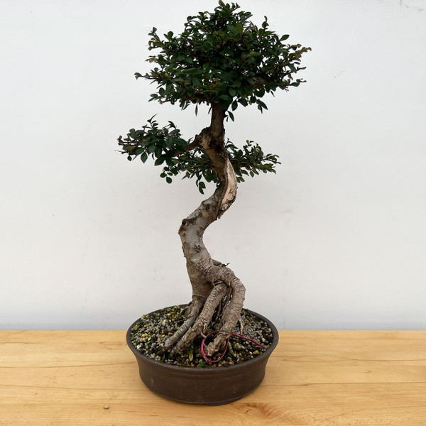 Imported Exposed Roots Chinese Elm in a handmade Ceramic Pot (No. 10743)
