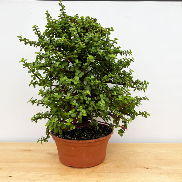 Meaty Trunk Mini Jade 'Portulacaria afra' in an 10" Grow Pot (No. 13159)