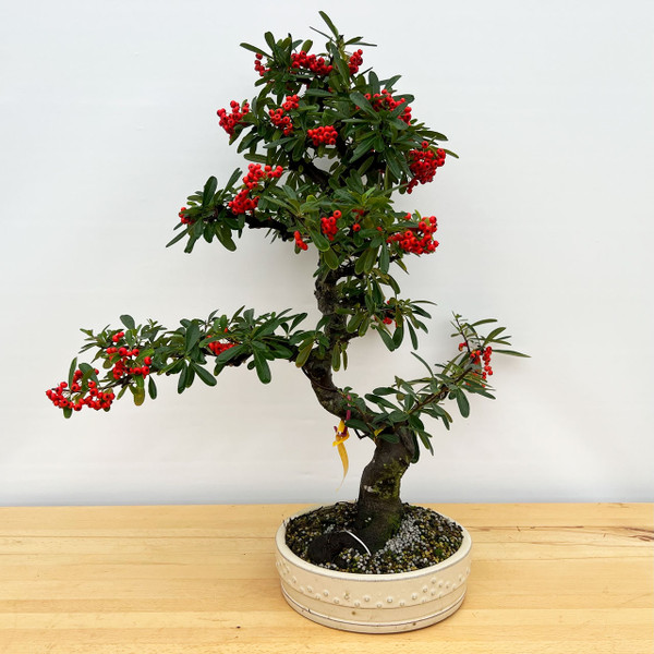 Old and Mature Pyracantha (Firethorn) with Beautiful Berries in a Glazed Ceramic Pot (No. 10305) 