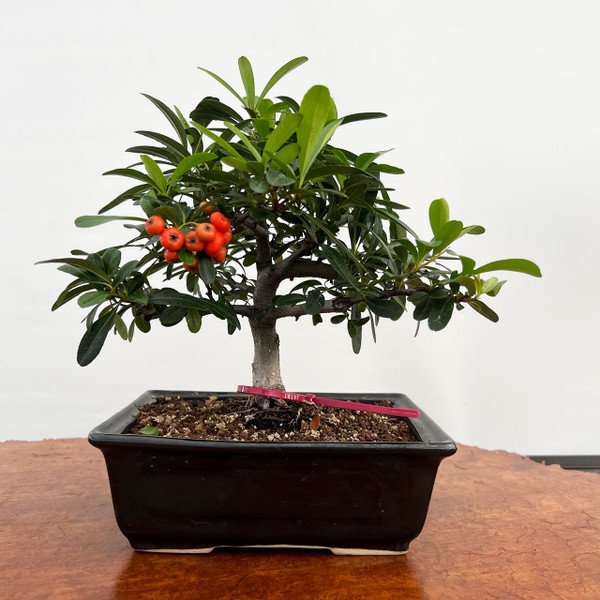  Shohin Pyracantha (Firethorn) with Beautiful Berries in a Glazed Ceramic Pot (No. 18951) 