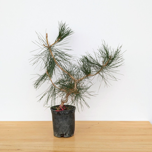 Seed Grown "Future Shohin" Japanese Black Pine 'Mikawa' (No. 18606)