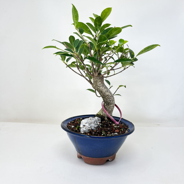 Indoor Bonsai Trees achats avantageux sur