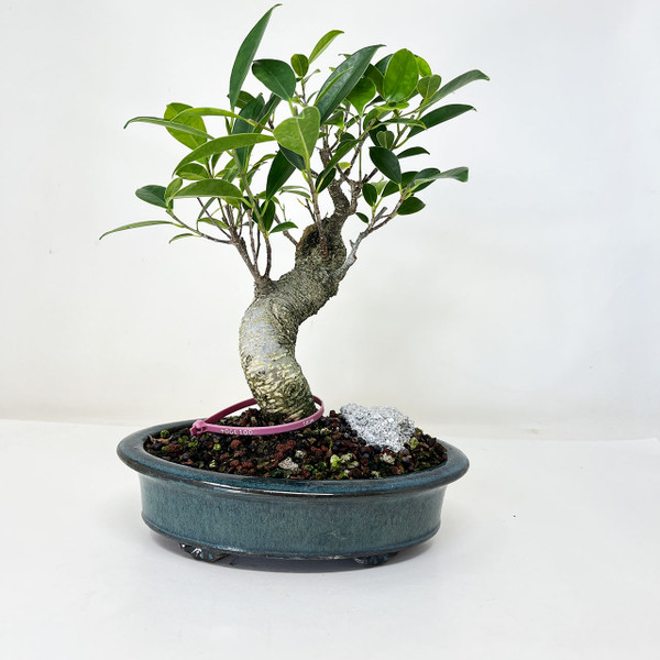 Indoor Bonsai Trees for Sale