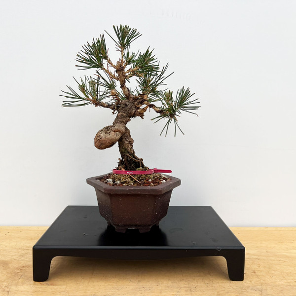 Shohin Styled Japanese Black Pine 'Mikawa' In a Yixing Ceramic Pots (No. 18350)