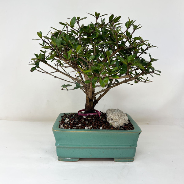 Flowering Walter's Viburnum Bonsai Tree In a Glazed Yixing Ceramic Pot No. 16376