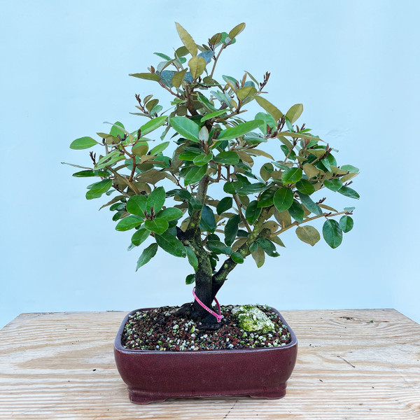 Flowering double trunk Silverberry 'elaeagnus' in a Glazed Ceramic Pot (No. 16242)