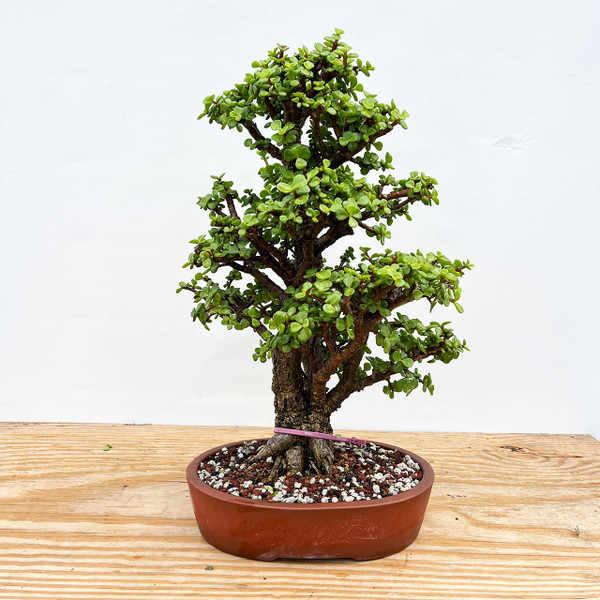 Mature Frank Yee Cork Bark Dwarf Jade 'Portulacara afra' in a Yixing Ceramic Pot No. 11166