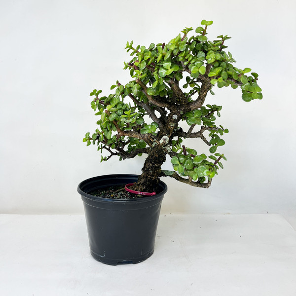 Rough Bark Dwarf Jade 'Portulacara afra' Shohin Size in a Grow Pot No. 16611