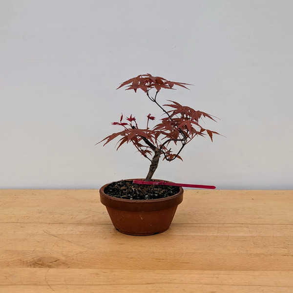 Non-Grafted Japanese Maple Deshojo in Tokoname Grow Pot (No. 17388)