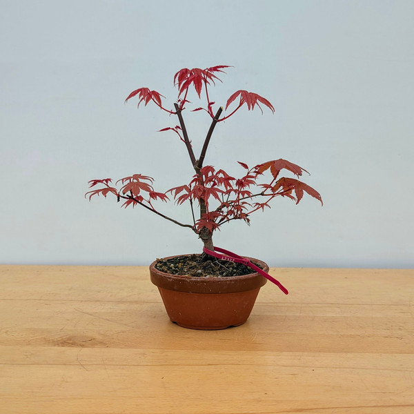 Non-Grafted Japanese Maple Deshojo in Tokoname Grow Pot (No. 17327)