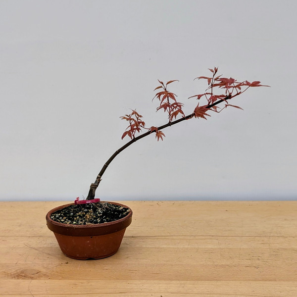 Non-Grafted Japanese Maple Deshojo in Tokoname Grow Pot (No. 17510)