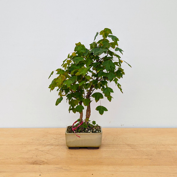 Trident Maple in a Japanese Ceramic Pot (No. 18215)