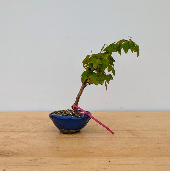 Trident Maple in a Japanese Ceramic Pot (No. 18213)