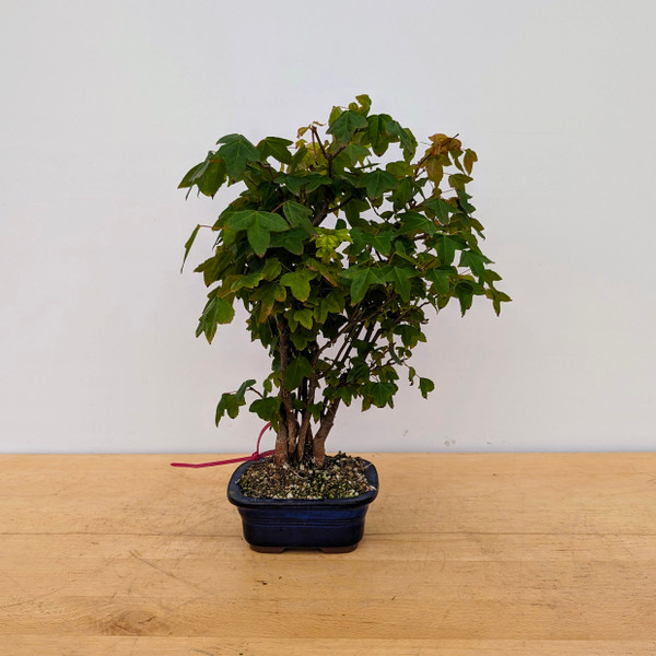 Trident Maple in a Japanese Ceramic Pot (No. 18209)