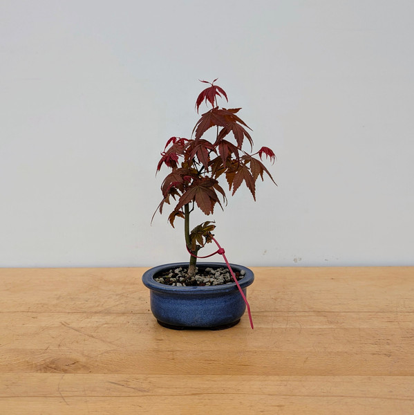 Deshojo Maple in a Glazed Japanese Pot (No. 17643)