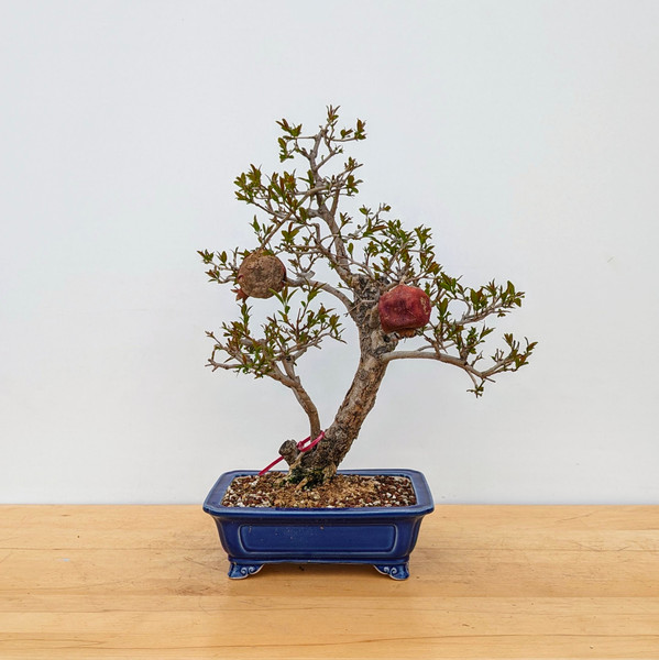 Flowering Pomegranate in a Glazed Yixing Pot (No. 18770)