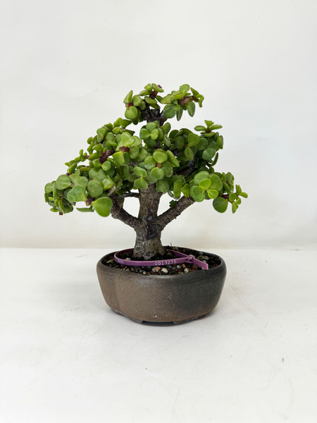 Chunky Dwarf Jade 'Portulacaria afra' in a Ceramic Pot No. 13275