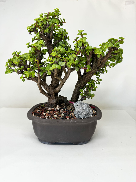 2-tree Dwarf Jade 'Portulacaria afra' in a Ceramic Japanese Pot No. 16036