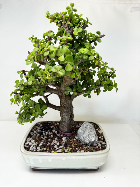 Mature Dwarf Jade 'Portulacaria afra' in a Ceramic Pot No. 16003