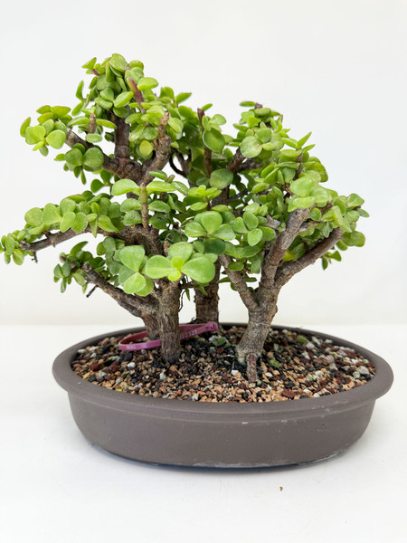 5-tree forest Dwarf Jade 'Portulacaria afra' in a Ceramic Pot No. 12325