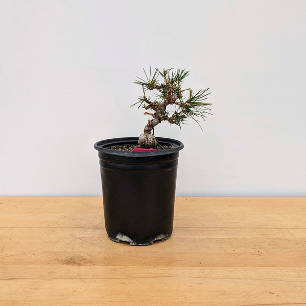 Twisted and Styled Japanese Black Pine (No. 18396)