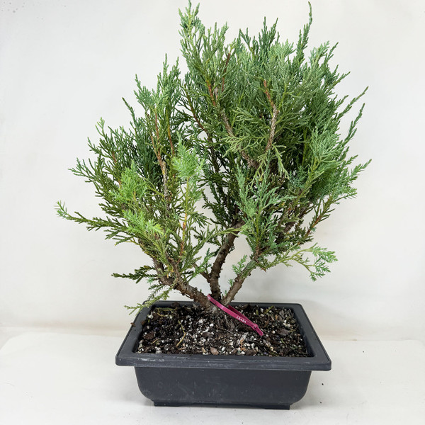 Pre-Bonsai Chinese Juniper with Loads or foliage and branches No. 16484