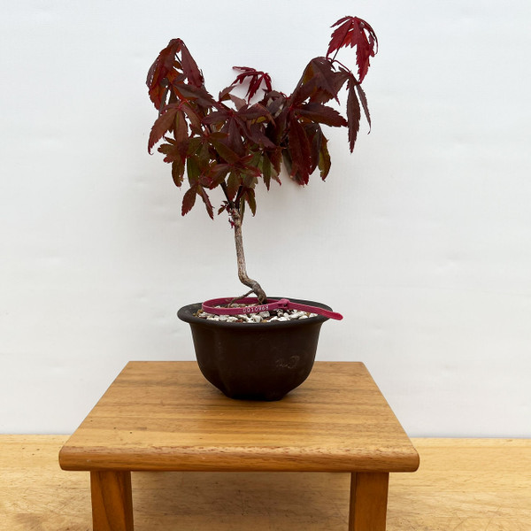 Non-Grafted Red Leaf Japanese Maple In a Japanese Ceramic Pot (No. 10968) 